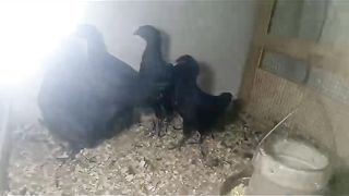 Black hen is black
