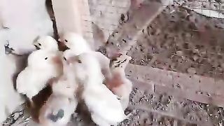 Little beaks and the little kids
