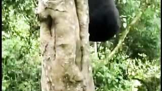 Gorilla cub misses its mother