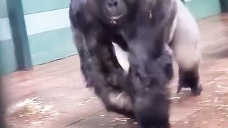Scary old gorilla