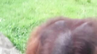 Orangutan gets a fruit package