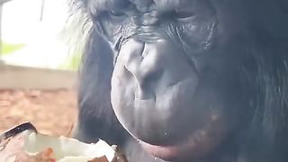 Chimpanzees eat coconuts to make their teeth stronger