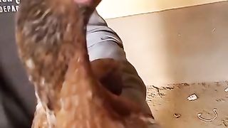 Beautiful chicken ll chicken in