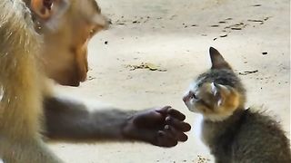 Monkeys make good cat mothers