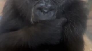 Gorilla baby sucks and wants milk