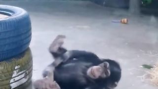 chimpanzee Funny attraction