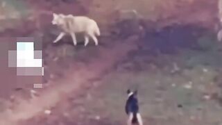 Wolf -vs- Dog  Shattered58