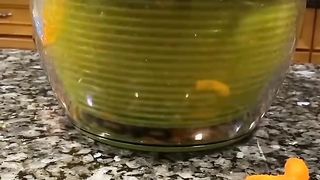Dehydrated cheese puffs