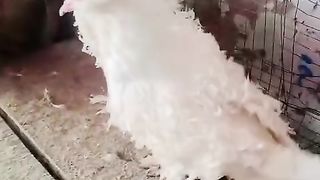 The white kabootar breed