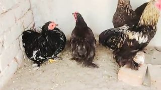 We are not happy here
