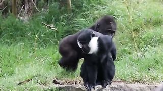gorilla child playing with his cute monkey