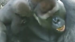 gorilla child playing jokes with father