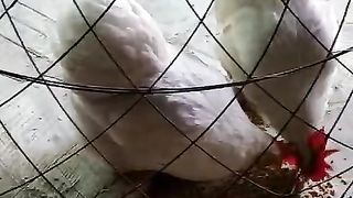 I am in the cage