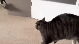 Prank your pet