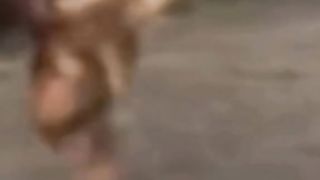 These Funny Animals