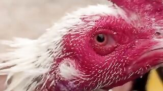 I am not an ostrich