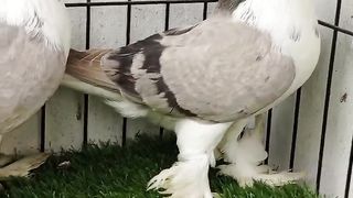 Pigeons of the flock