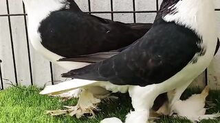 The pigeon ll beautiful pigeons
