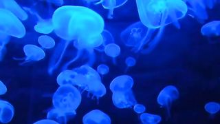 Jellyfish