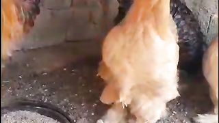 Golden buff is a breed