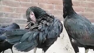 The sitting of