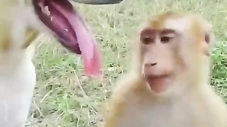 #funiest monkey #try not to laugh #shortsvideo #shortsyoutube ➡️????????.
