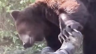 Man Plays Dead As Brown Bear Approaches Him Wiggling His Foot To See If He Is his Next Meal WWYD? ????  Thuggizzle