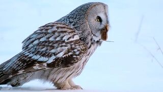 Nature Worldwide #Animals
