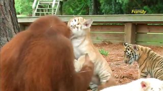 Orangutan Babysits Tiger Cubs (AnimalsMedia.com).