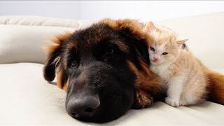 Kitten Who Lost Mom Can't Sleep Without German Shepherd