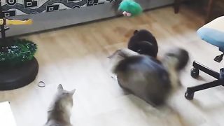Приколы с игривыми котами и собаками! ???? Забавные коты ???? Милые коты????видео 2024????