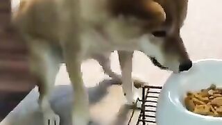I can't stand the Shiba Inu