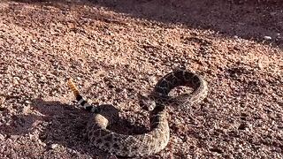 Another rattlesnake is preparing to attack.