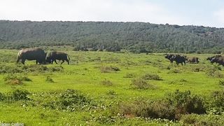Rhino vs Buffalo. Носорог против буйвола.