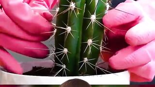 Cactus fruit combination