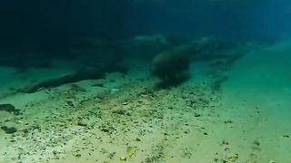 Capybara runs underwater. Капибара бегает под водой.