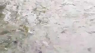 Pembesaran lele di kolam tanah + pakan alternatif❗Lele cepat besar