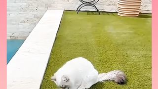 Cats Lovely Shots