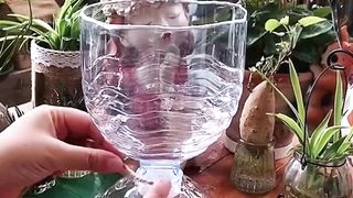 Creativity from discarded plastic bottles
