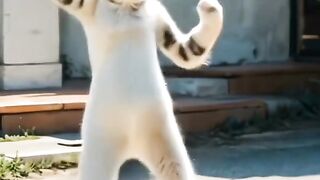 videos of Pja