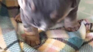 cute little dog