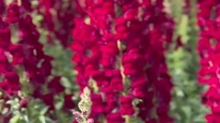 Beautiful Flowers