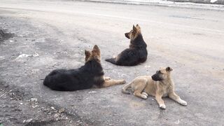 "Paws & Pranks: A Comedy Extravaganza with Our Waggish Woofers!"