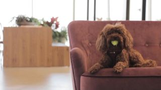 "Hound Hilarity: A Pawsome Comedy Showcase with Our Four-Legged Funnymen!"