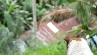 "Bark-It-Up Comedy Bash: Howling Laughter with Our Furry Jokesters!"