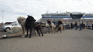 "Wagging Wisecracks: A Comedy Gala with Our Pawsitively Hilarious Pooches!"