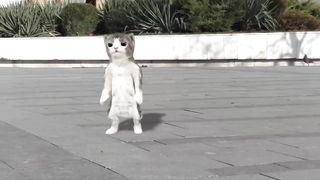 Dancing cats