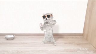 lol that a cat