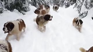 "Woof Whoopee: A Barrel of Laughs with Our Comical Canines!"