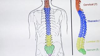 VERTEBRAL  COLUMN --  مہری ستون -  ریڑھ  کی ھڈیاں--  عمودالفقرات-   مہرے ھی مہرے